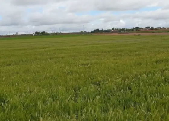 Terreno en venta en Sitio Amelgares 13170, Ciudad Real, Miguelturra